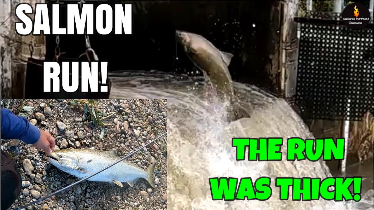 SALMON FISHING @ BOWMANVILLE CREEK 2024