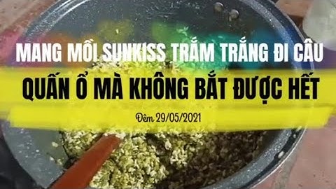 Mang mồi SUNKISS TRẮM TRẮNG đi câu, cả đêm giật mỏi tay không bắt hết cá