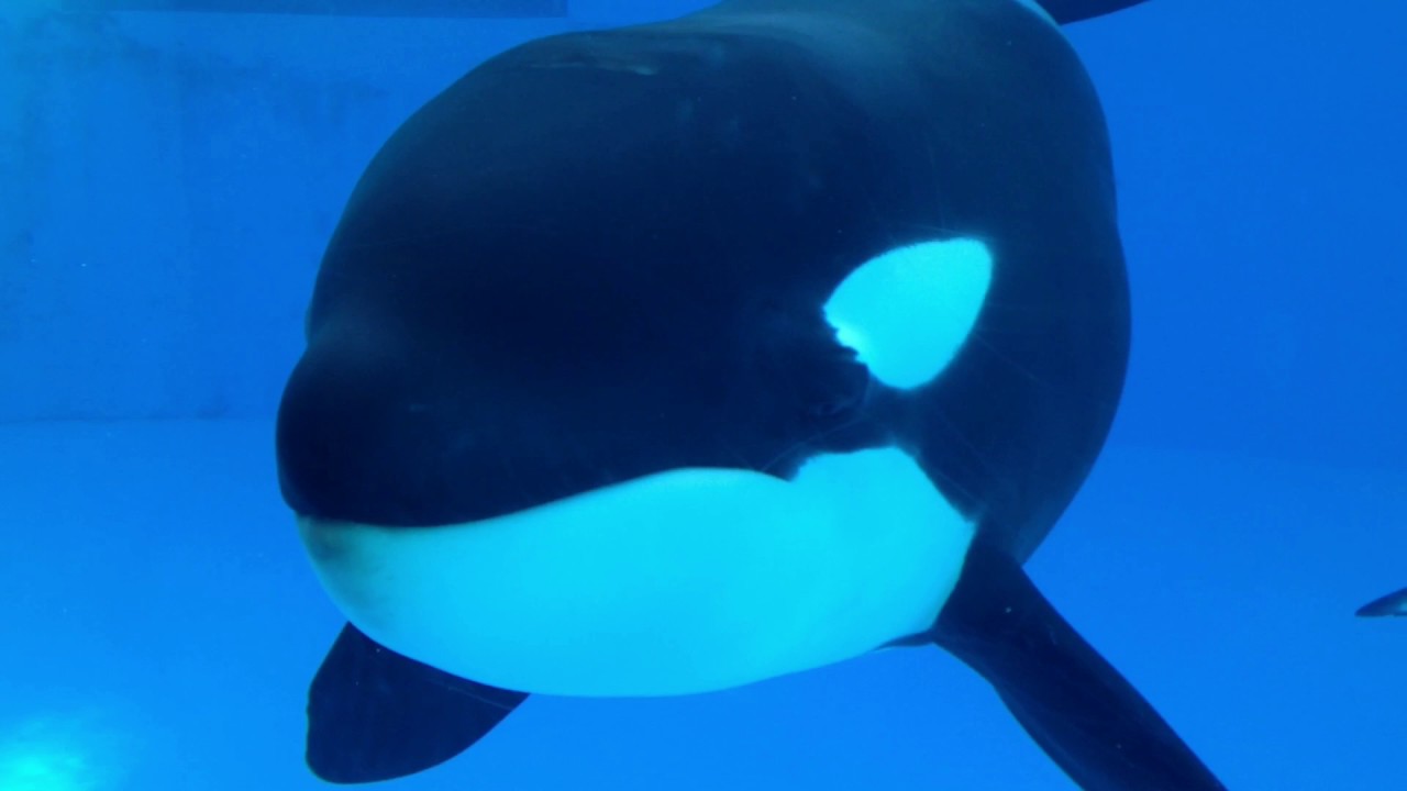 名古屋港水族館 シャチのレクチャー 2015/10/18【13:30の回