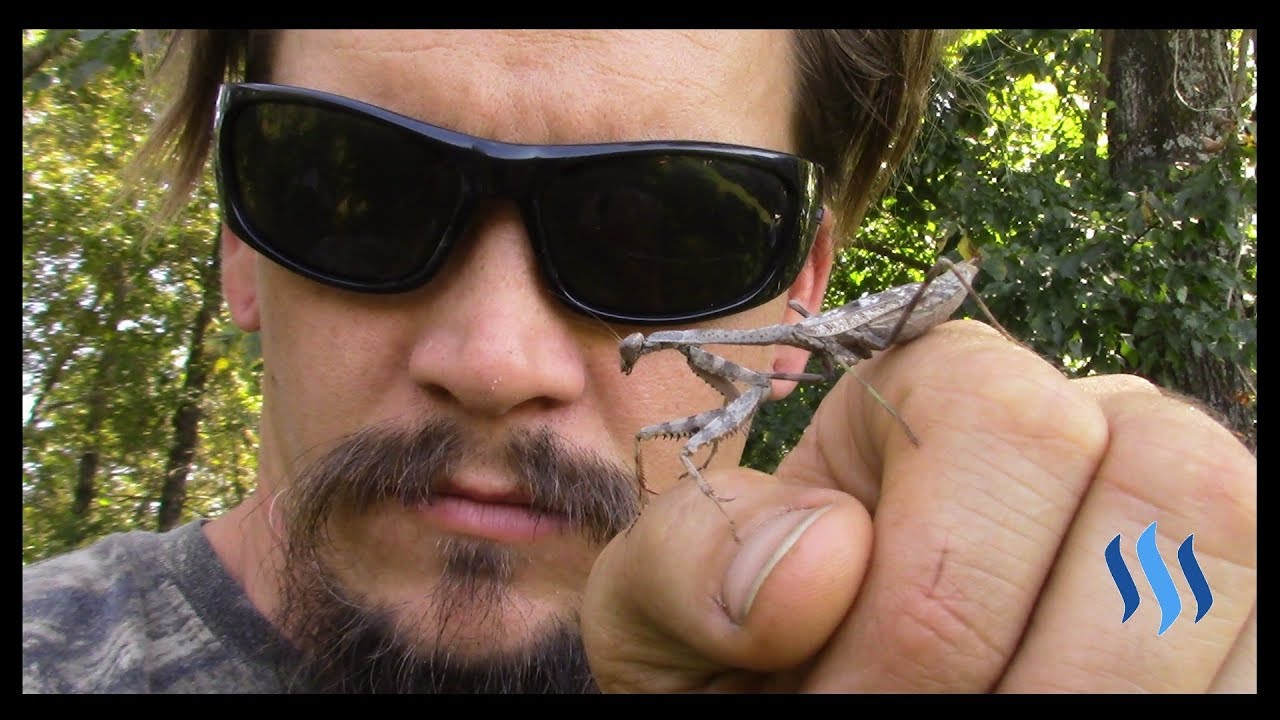 camera iphone 8 plus apk THE WILD-MAN'S WILD FRIENDS VIDEO SERIES - EPISODE 54 - PRAYING MANTIS