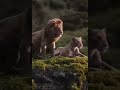 لبوة تأبى أن يقترب احد من حبيبها الأسد ستوريات انستا ورديه فـخـآمه حـحب نـزاكـه ورديه