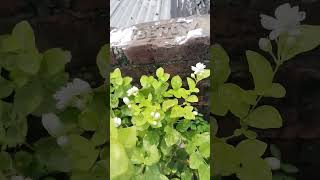 mogra flower plant #plants #terracegarden #youtube #garden #shorts video