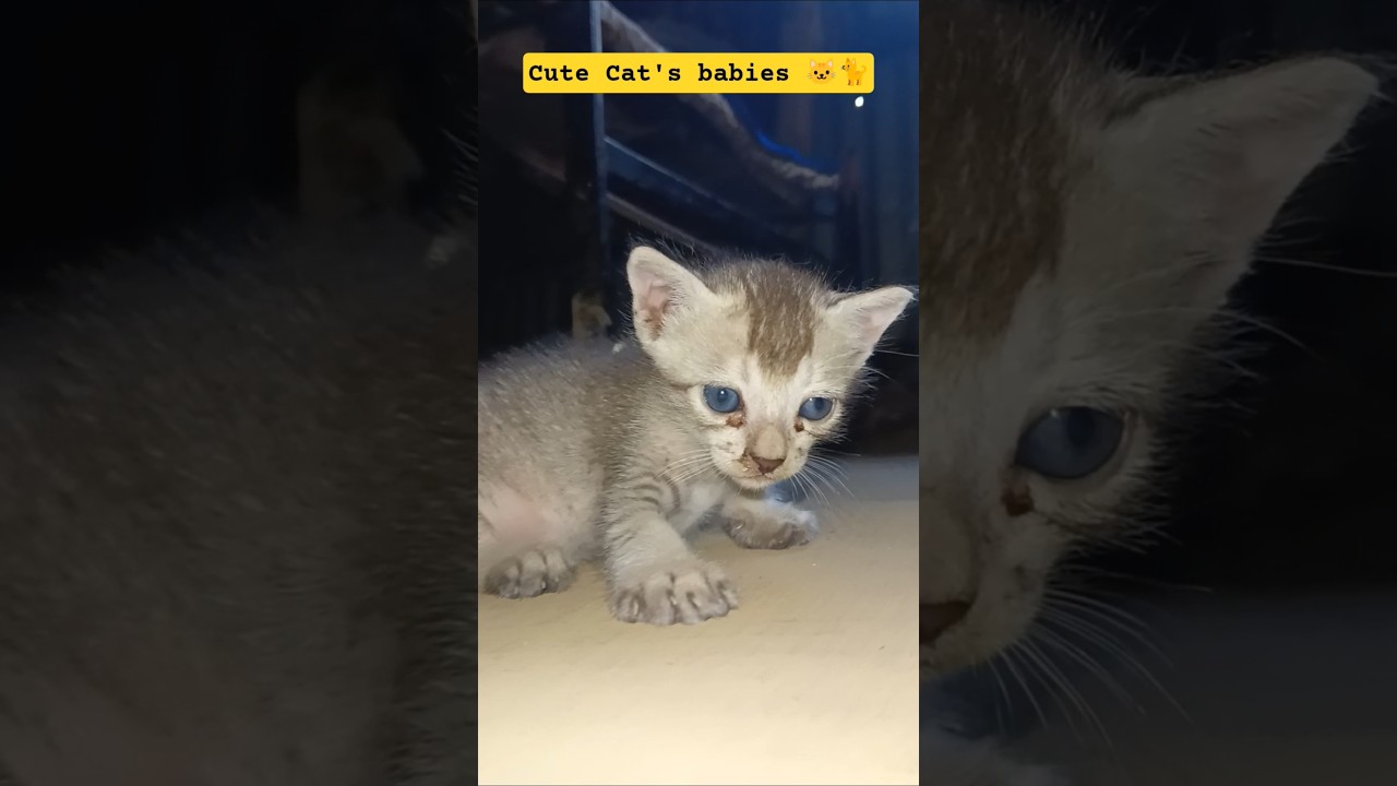 cute cat babie🐱🐈 