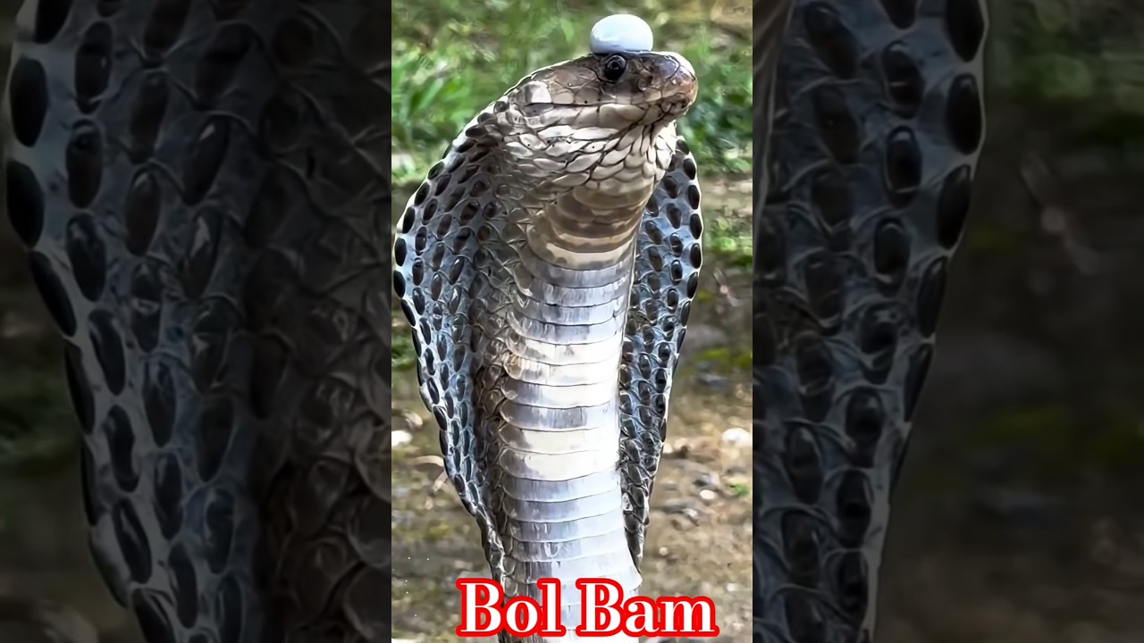 🐉🐉  Have You Ever Seen a Cobra with a Gem on Its Head?"   15 July 2025