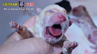 Saving baby newborn puppies – Let’s join and pray for their life in this world |  Animal Vet Clinic