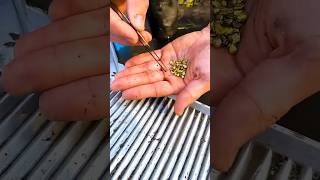 Daily Gold Extraction From River Sand