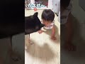 いっしょに遊べるようになってきた豆柴と0歳赤ちゃん❤️【柴犬】#Shorts