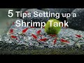 5 Important Tips for Keeping and Setting up a Shrimp Tank