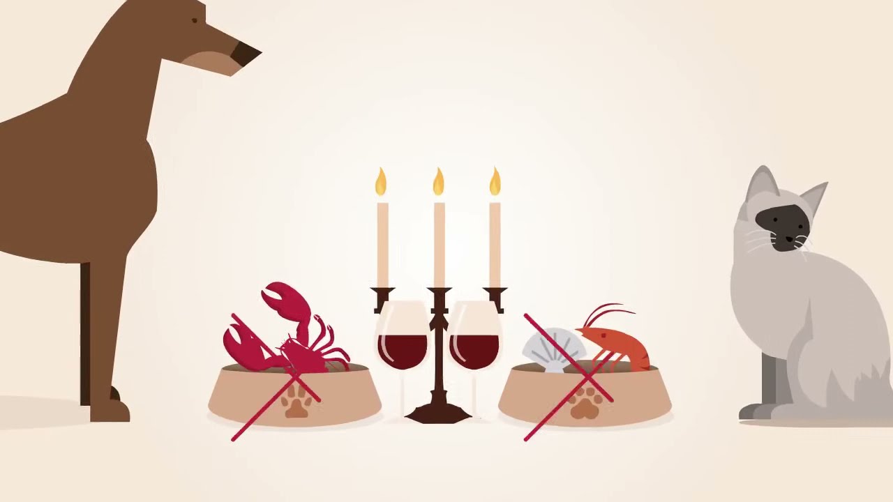 Acana Grasslands (Акана Грасслэндс) и Orijen Original (Ориджен Ориджинал) сухой корм для собак