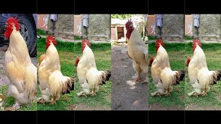 Golden buff Orpington Crowing Compilation | Amazing Rooster Crowing loudly #animals #rooster #shorts