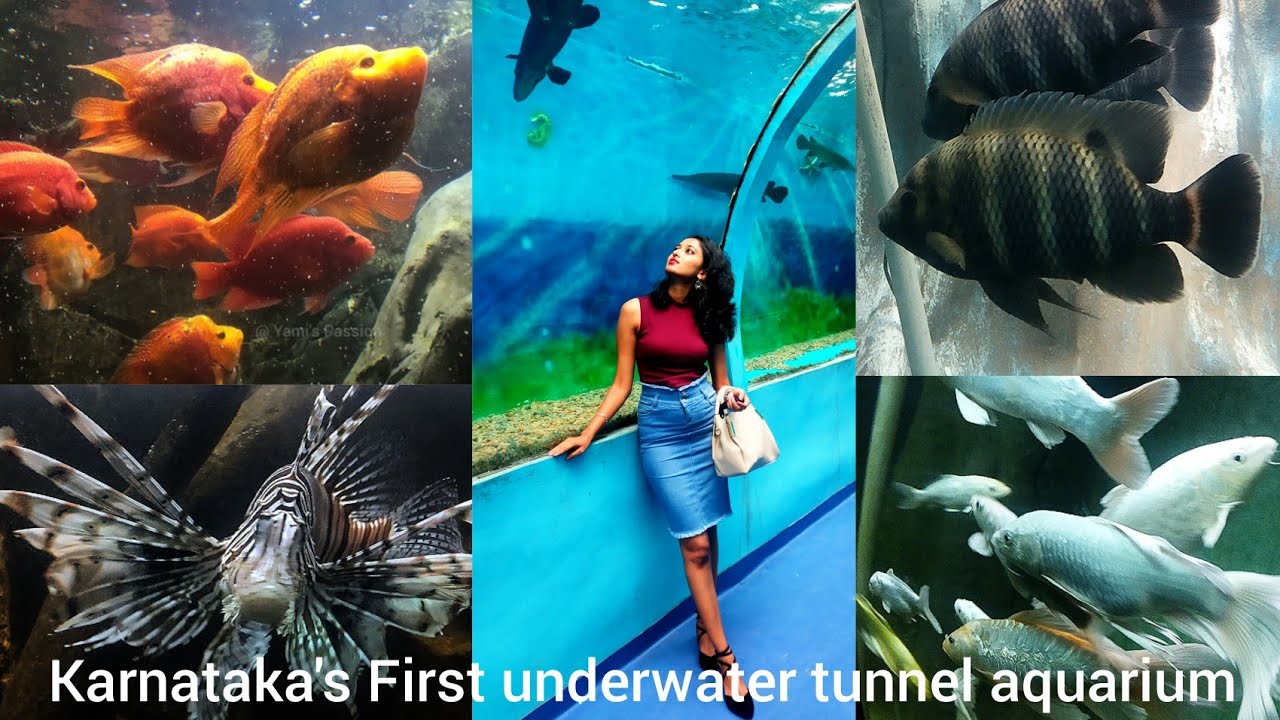 Lokaranjan aqua world underwater zone, Mysore Karnataka's first