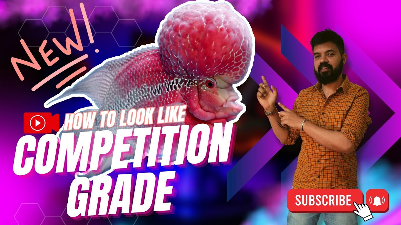 How to Make Your Flowerhorn Head Look like Competition Grade