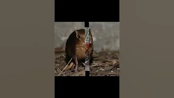 Хоботковая собачка