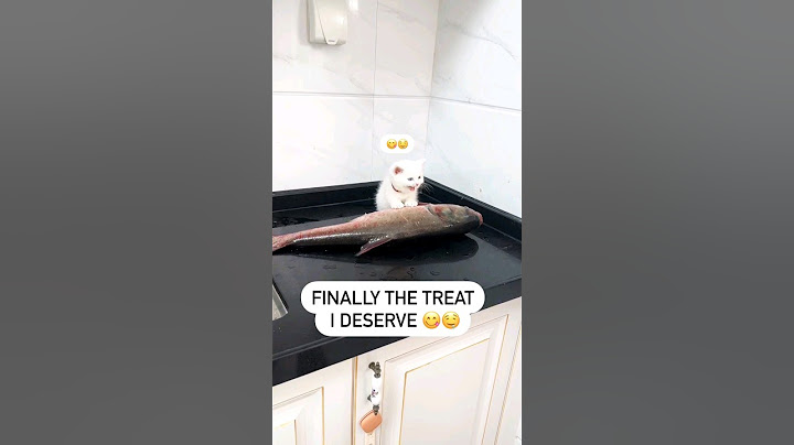 little kitten impatiently waiting for fish #viral #viral #cat #cuteanimal #cute #kitten#funny#funny