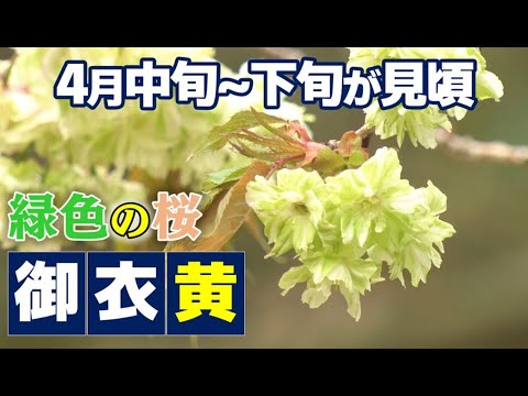 桜の通り抜け 2004年平成16年　御衣黄 楽天市場】桜の通り抜け 平成16年 貨幣セット 御衣黄（2004年