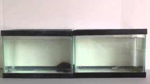 Effect of predator (Leaf fish) exposure on zebrafish stress and anxiety-like behavior