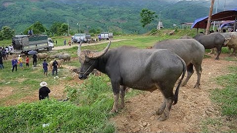 CHỢ TRÂU CỐC LY CẬP NHẬT GIÁ TRÂU MỚI NHẤT TOÀN TRÂU TO ĐẸP XUỐNG CHỢ BÁN
