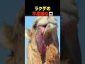 ラクダの不思議な口