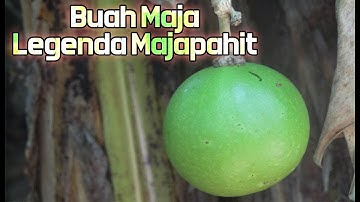 Buah Maja, Buah Legenda Majapahit