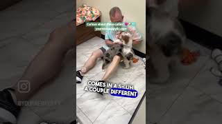 Snippet from our Friday Night Live! Live here on YouTube most Fridays. #miniaussie #puppyvideos