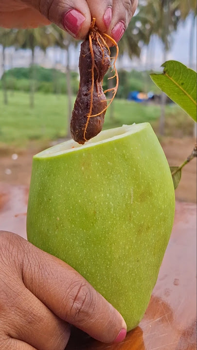 Spicy Mango   Tamarind 🤤 Mango Masala