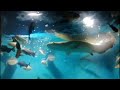 Under water aquarium in theevu thidal chennai