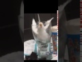 عصفور غرقان في شبر مية عصفور غرقان في شبر مية