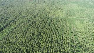 Video Lahan Sungai Lokan Grup Bang Arie     16 April 2026