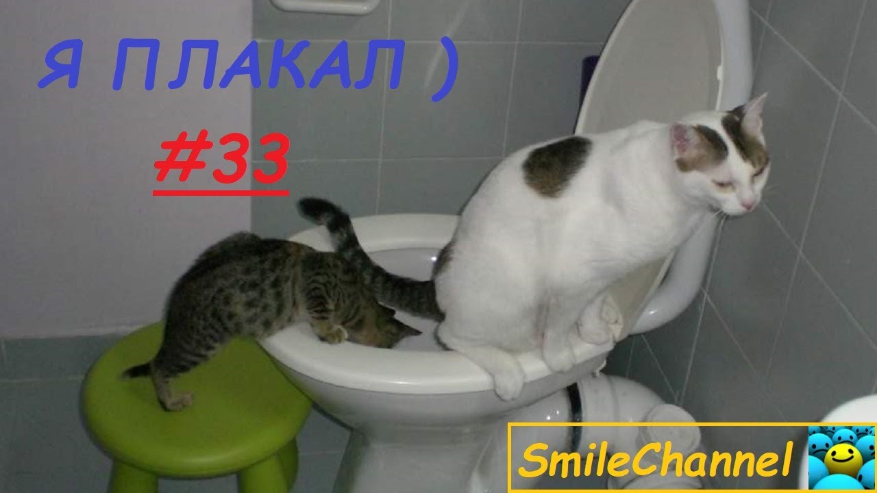Как приучить кота какать. Смешные животные пукают. как приучить кота к имени. как научить кота откликаться на имя.
