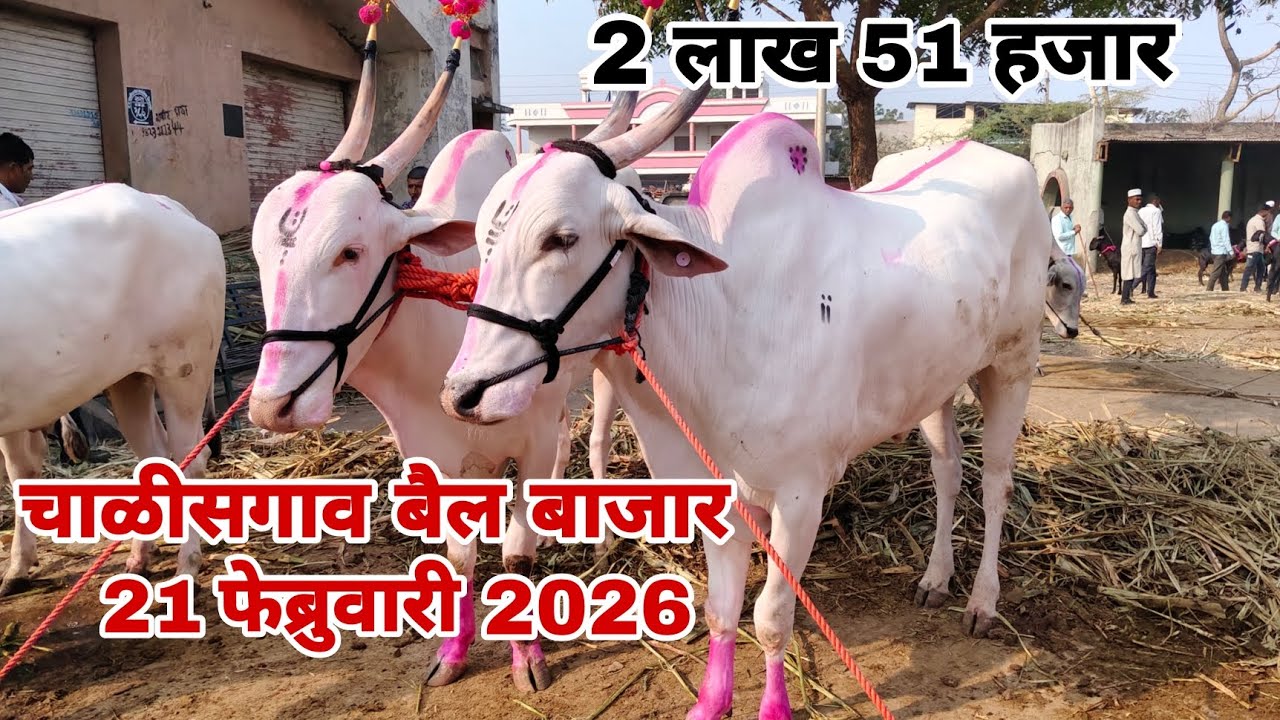 Chalisgaon bail bazar | चाळीसगाव बैल बाजार 21 फेब्रुवारी 2026 | chalisgaon bail bazar 2026