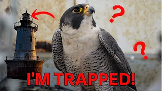 We Found A Falcon TRAPPED In Our Lighthouse! | Project Lighthouse EP 10