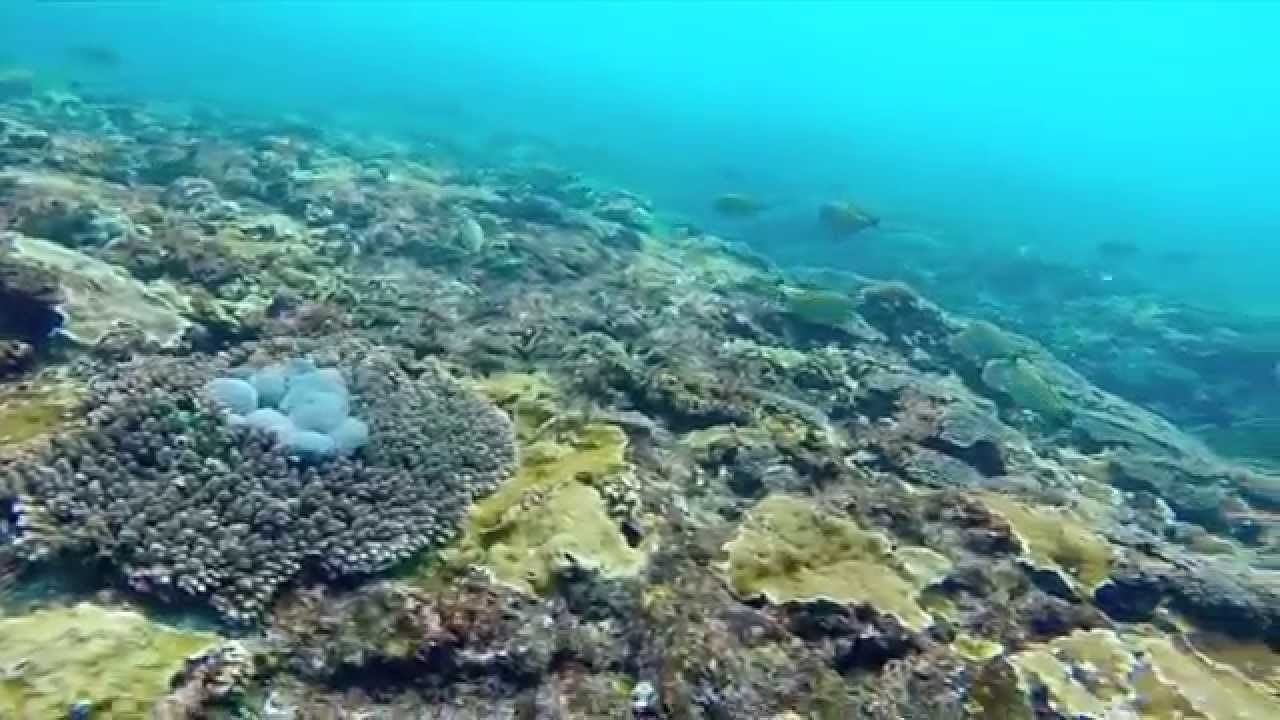 Bali Snorkeling - YouTube Buck