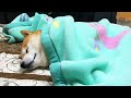毛布がぬくい柴犬