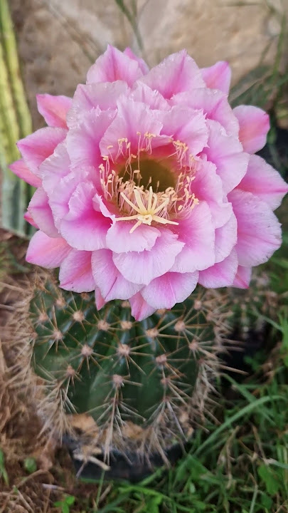 Märchenfee #cactus #flowers #nature #gardening #cactusjerk