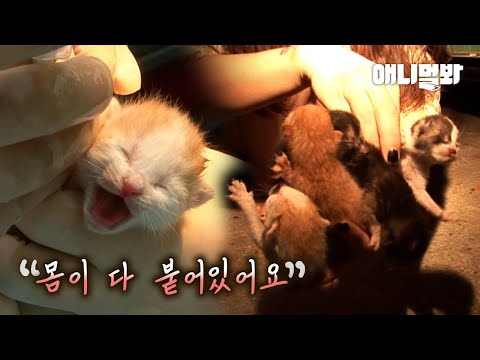 안타까운 진실ㅣFive Siamese <strong>Kittens</strong> Are Born?!!