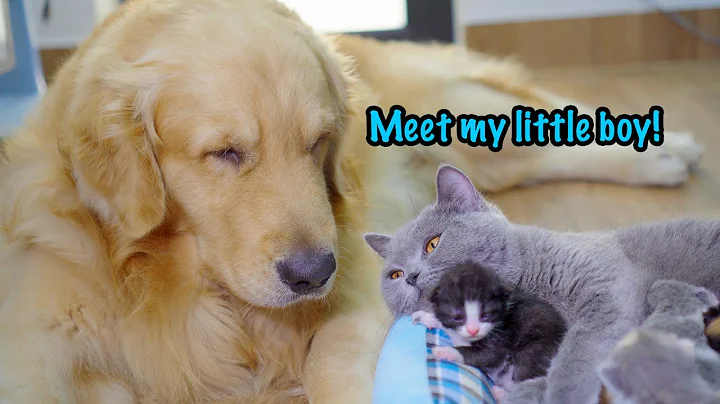Mother Cat Introduces Newborn Kittens To The Golden Retriever Who Raised Her