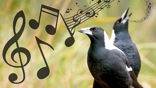 Australian Magpies NonStop Singing Compilation: Warbling & Carolling ( Complex Calls )