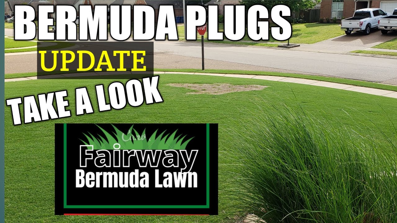 BERMUDA PLUGS UPDATE YouTube