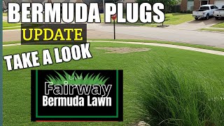BERMUDA PLUGS UPDATE