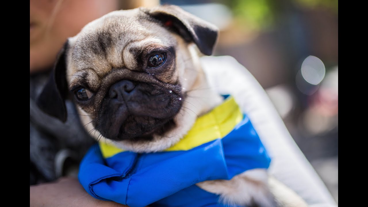 Dieser Mops ist der Star der Bahnhofsmission in Berlin YouTube