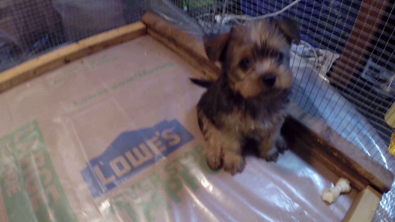 mixed yorkie puppies