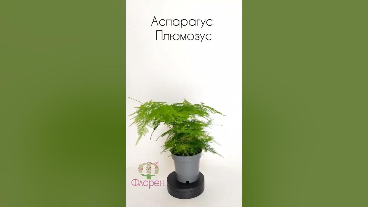 Аспарагус Плюмозус - YouTube