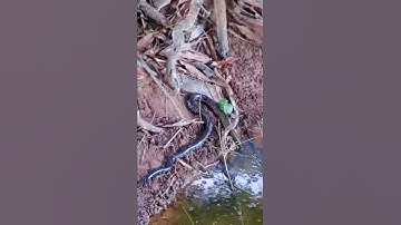 red tailed pipe snake swallows a water snake
