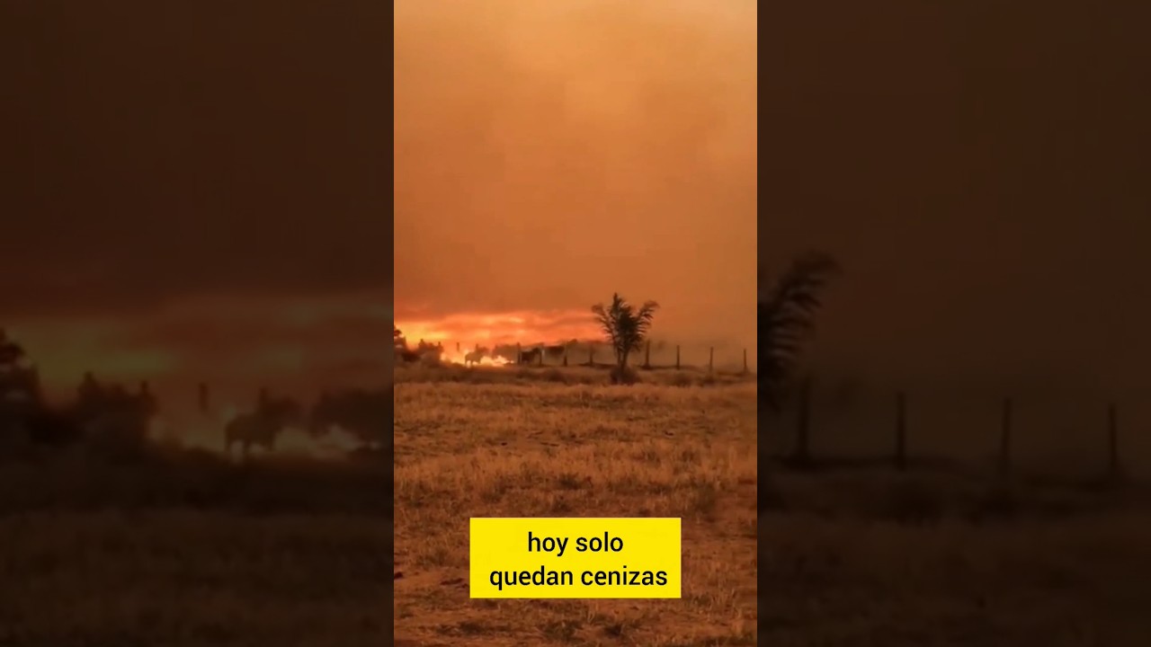 Una carta del bosque al que ya no escuchamos. 