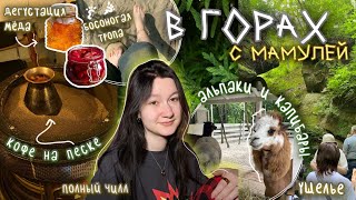 видео: Душевный отдых В ГОРАХ С МАМУЛЕЙ: ущелье, ферма альпак, мёд, хвои и капибары картинка: Душевный отдых В ГОРАХ С МАМУЛЕЙ: ущелье, ферма альпак, мёд, хвои и капибары