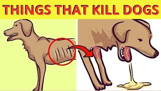 9 Foods That Can Kill Your Dog by Love For Animals 15 views 1 year ago 3 minutes, 59 seconds