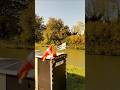 journée du 11 octobre d'un nomade à vélo roulottes direction sarrebourg