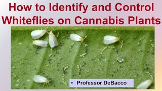 How to Identify and Control Whiteflies on Cannabis Plants