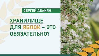 Хранилище для яблок – это обязательно? | Сергей Авакян, ООО «Рассвет»