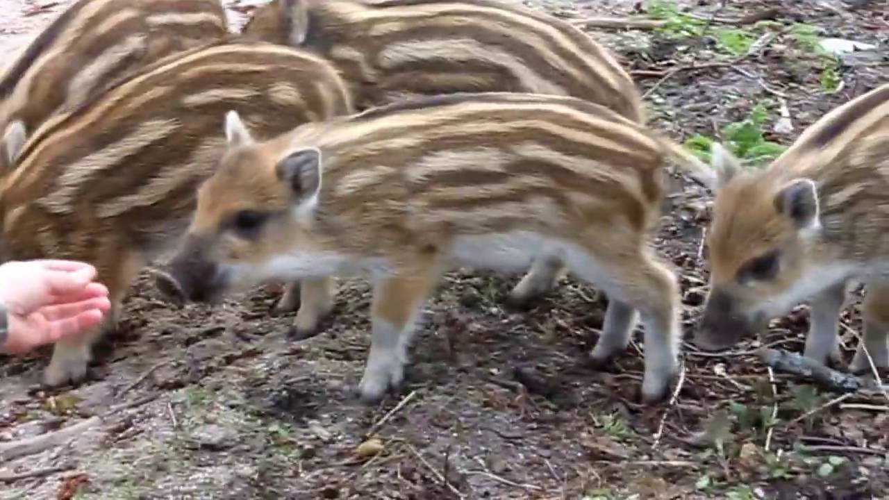 Кабаниха с кабанятами вышли на дорогу на Куршской Косе (03.05.13) - YouTube